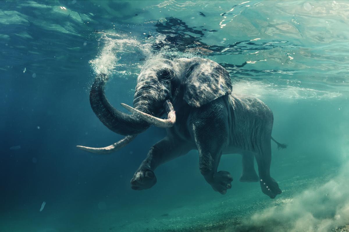 Animal genomes can help cure human diseases