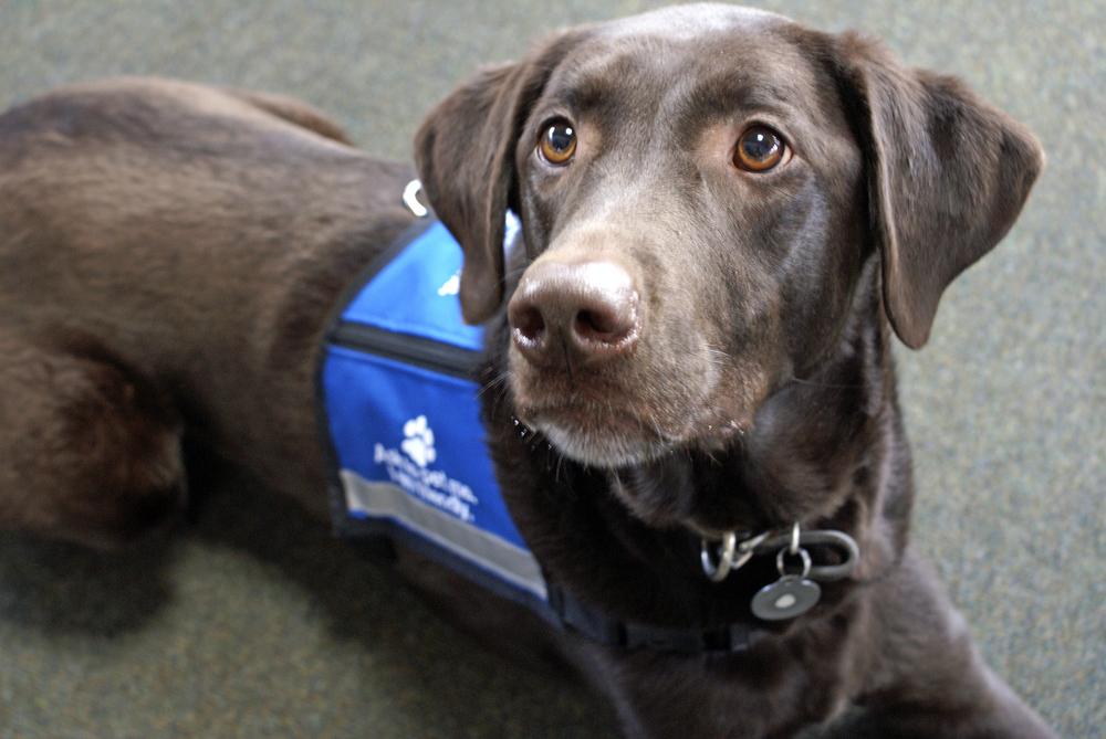 Study: therapy dogs help college students relieve stress