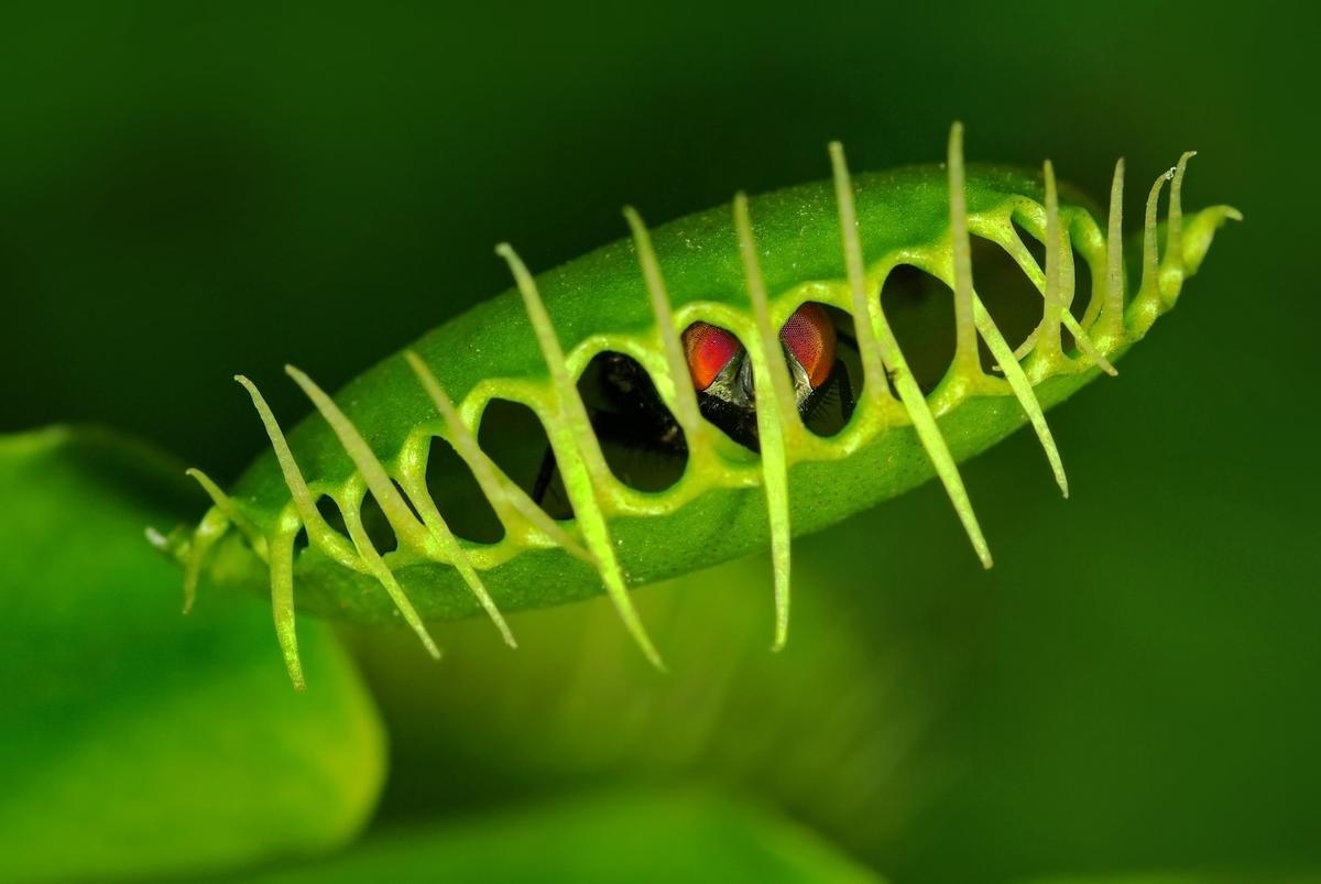 Plants are more intelligent than you may think
