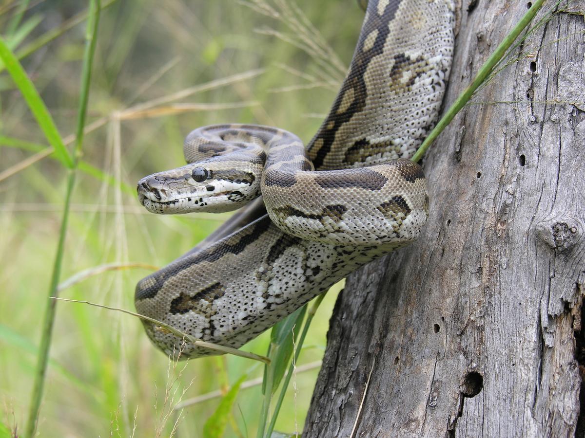 Why female pythons make great moms
