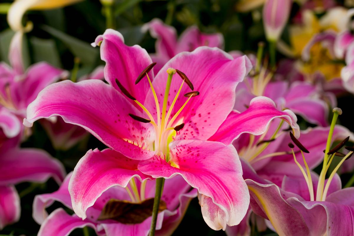 Pollution is stunting the scents of flowers