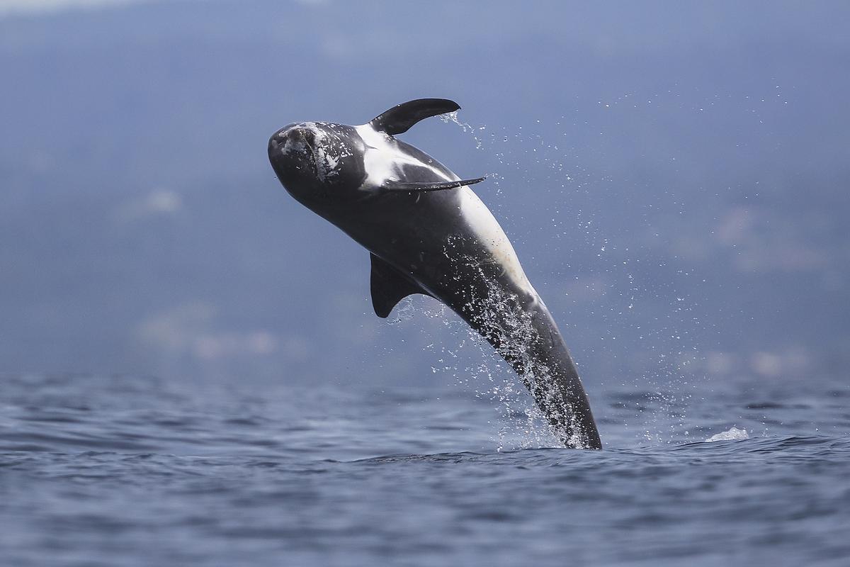 These dolphins strategically plan their dives