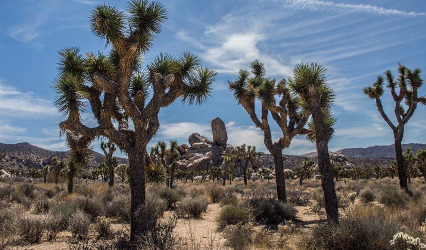 The end of the Great American Desert?