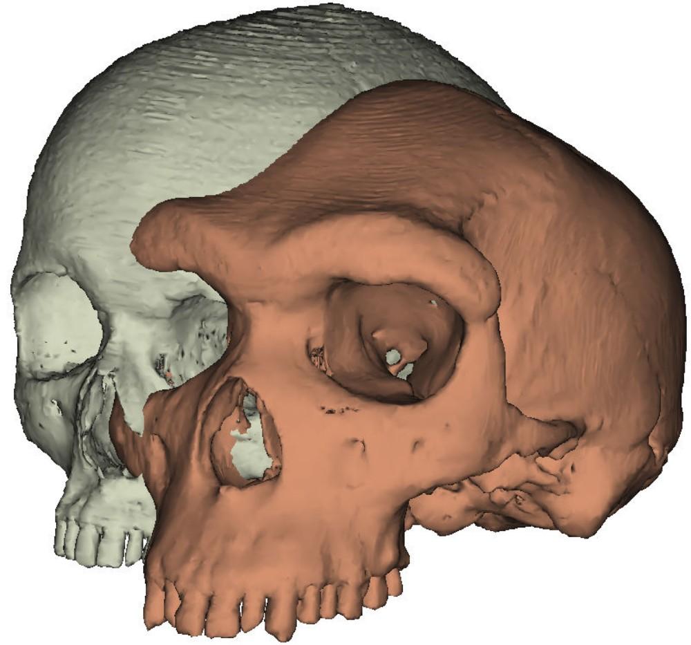 Expressive eyebrows may have helped modern humans thrive