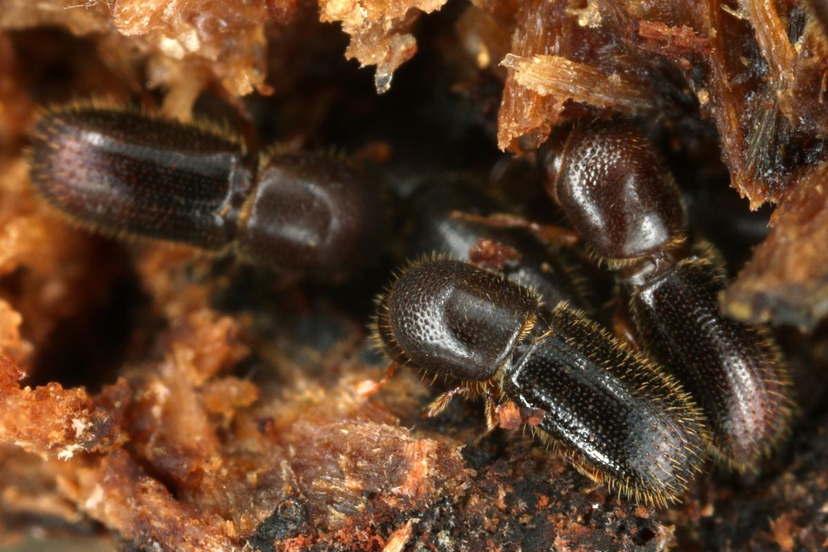 Boozing beetles? How alcohol helps them thrive