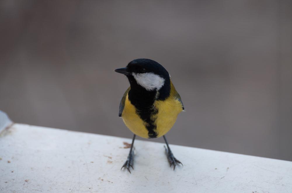 Urban great tits are more aggressive than their country counterparts