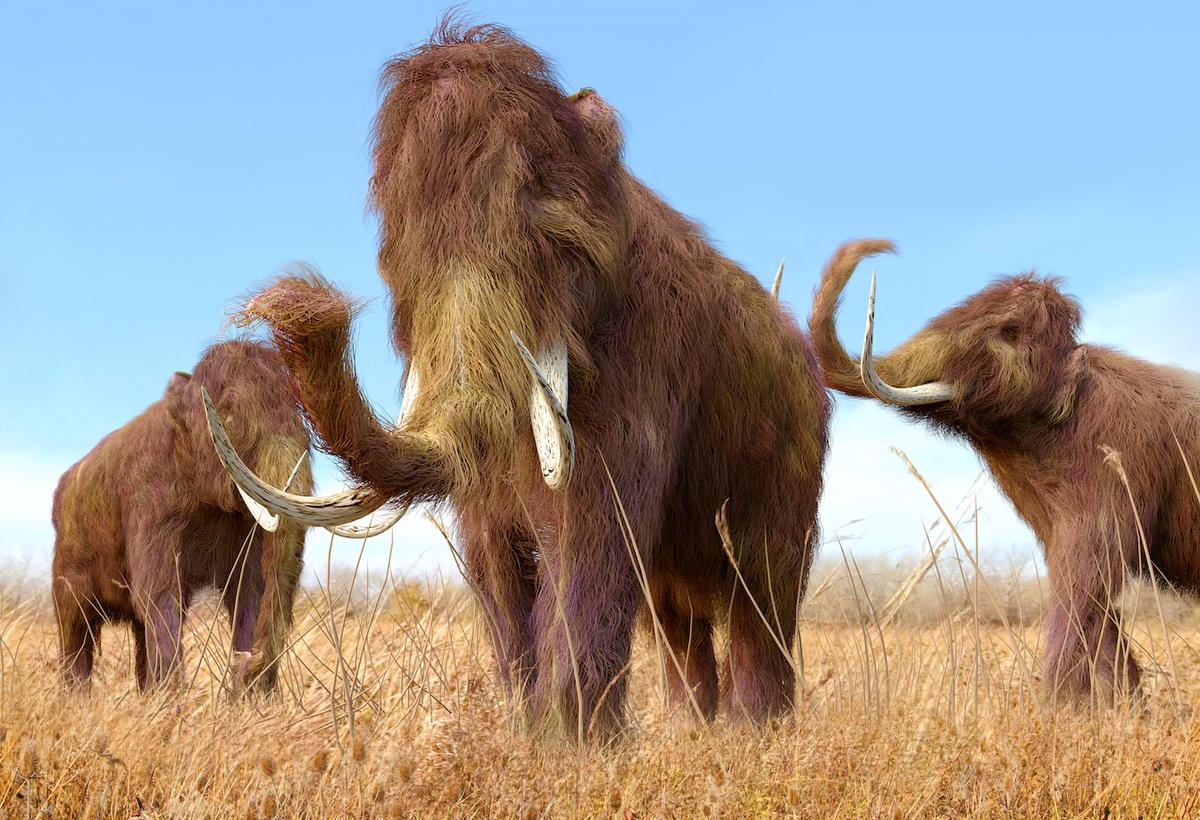 Woolly mammoths might be making a big comeback