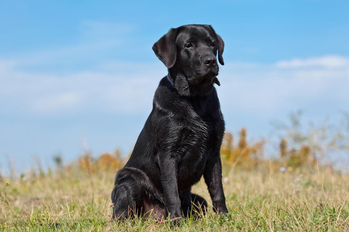 Are dogs able to predict earthquakes?