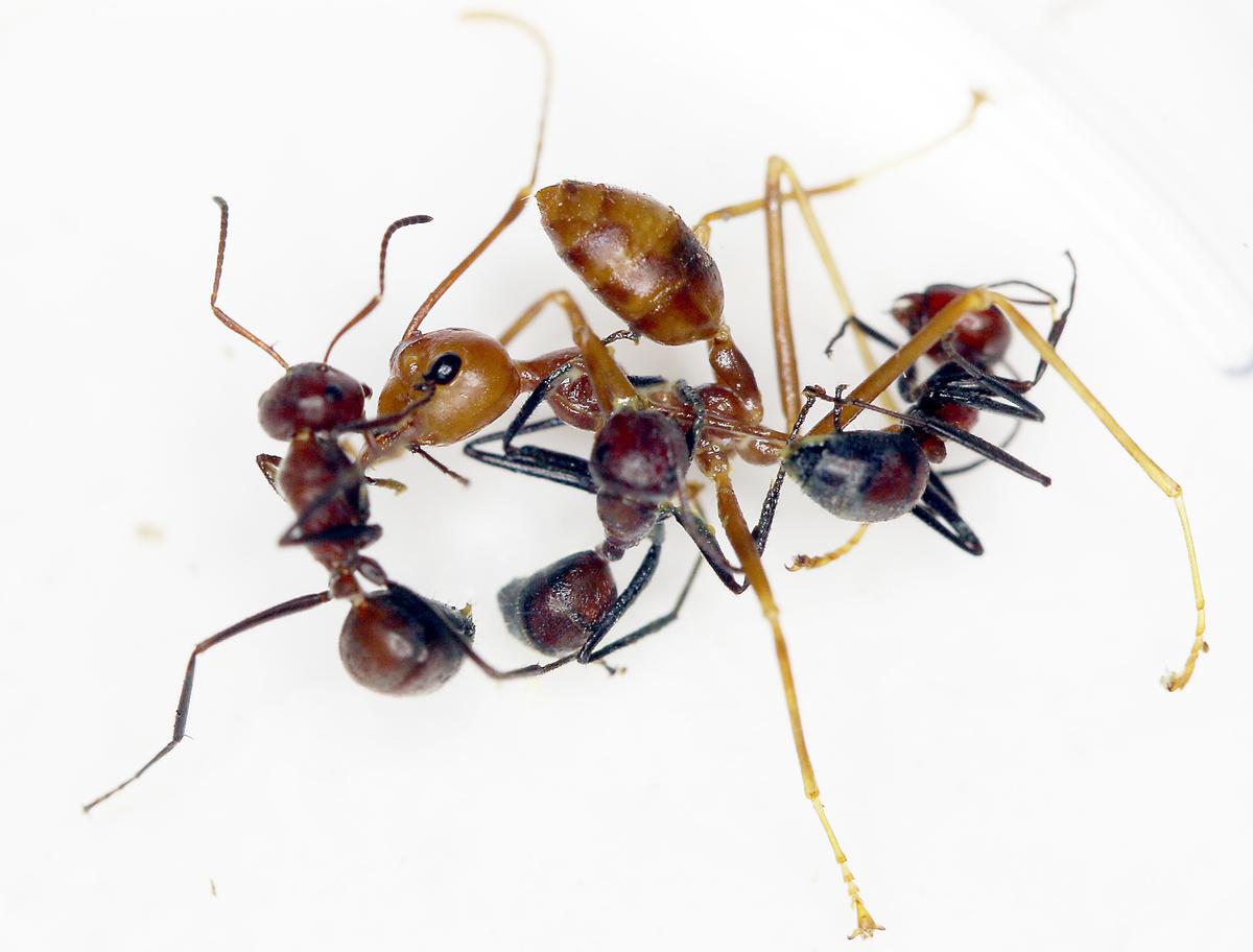 New ant species explodes to fight off intruders
