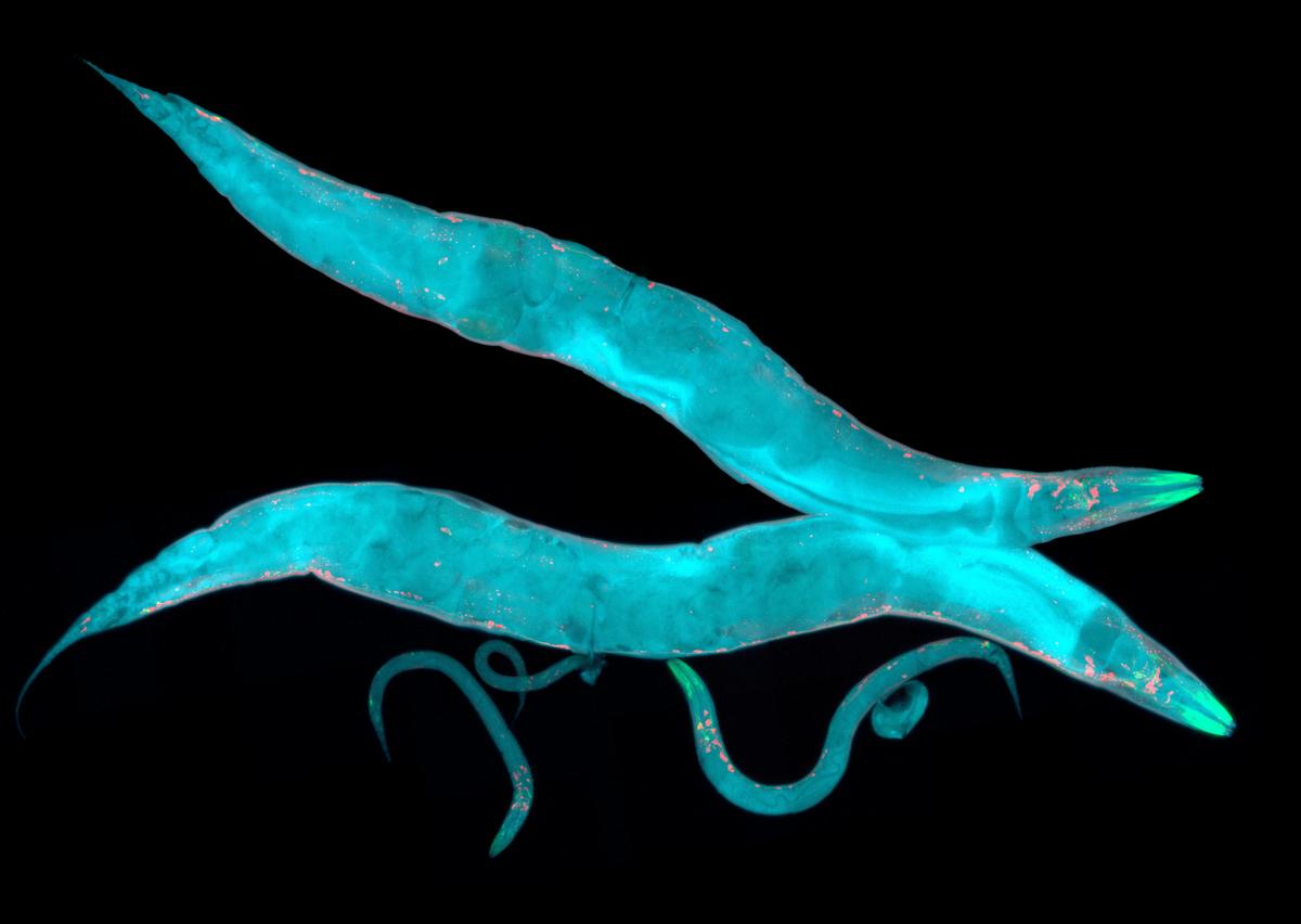 How roundworms are able to travel backwards