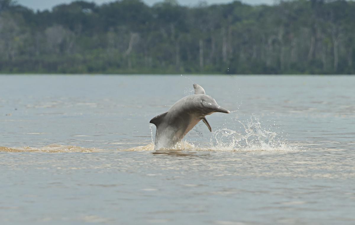 Dolphins are on a sharp decline in the Amazon