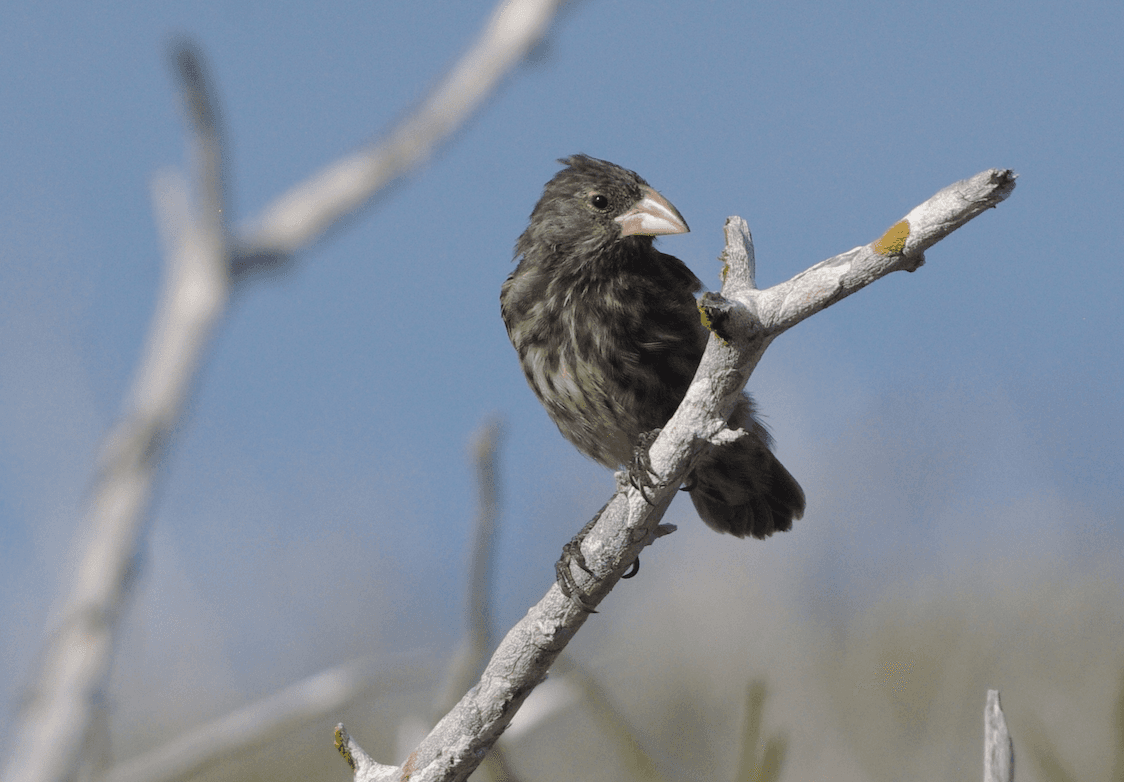 Where did Darwin's Finches first originate?