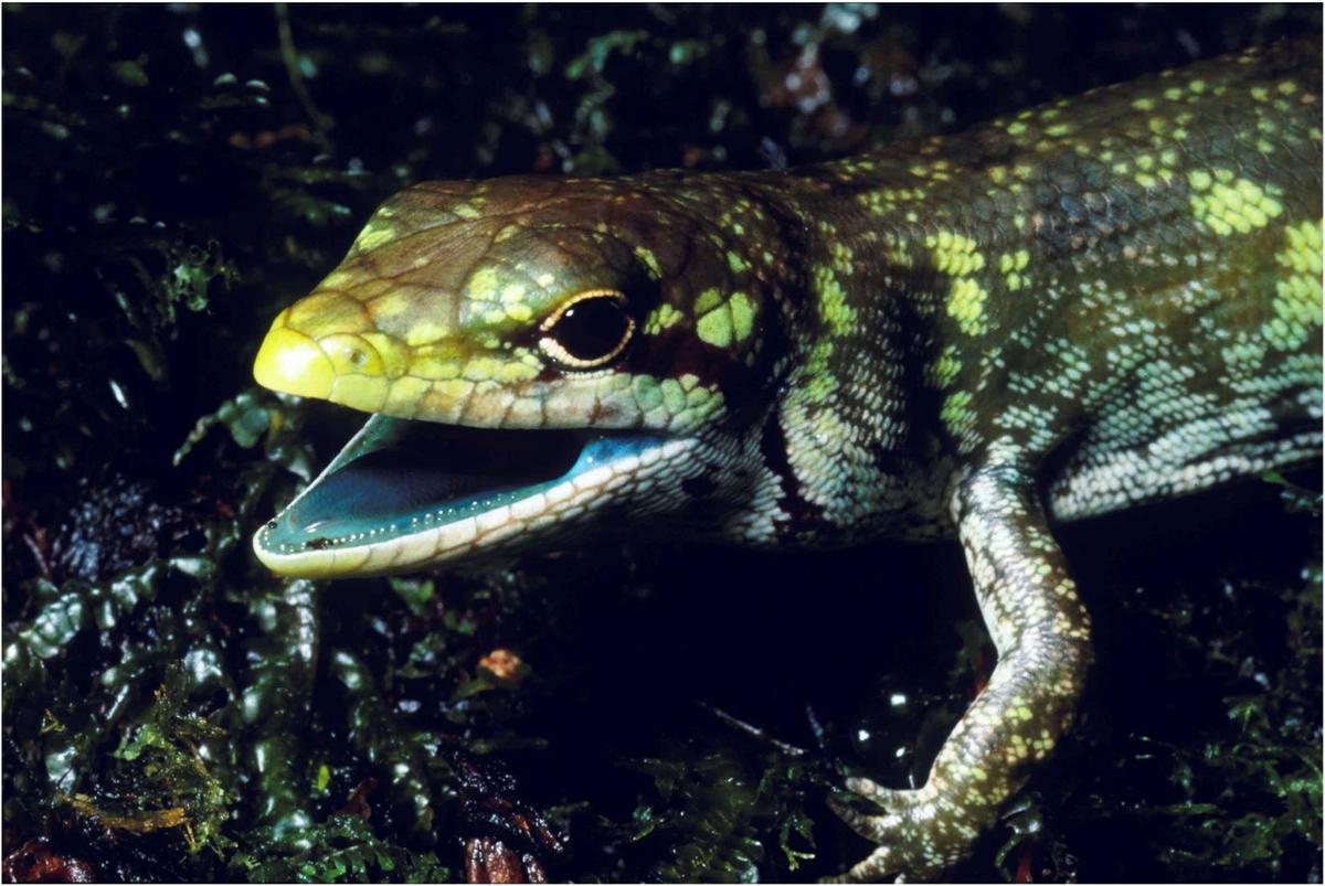 Why some lizards have toxic lime-green blood