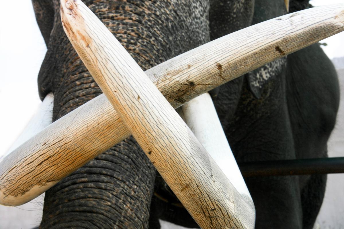How the ivory trade impacts commercial paleontology
