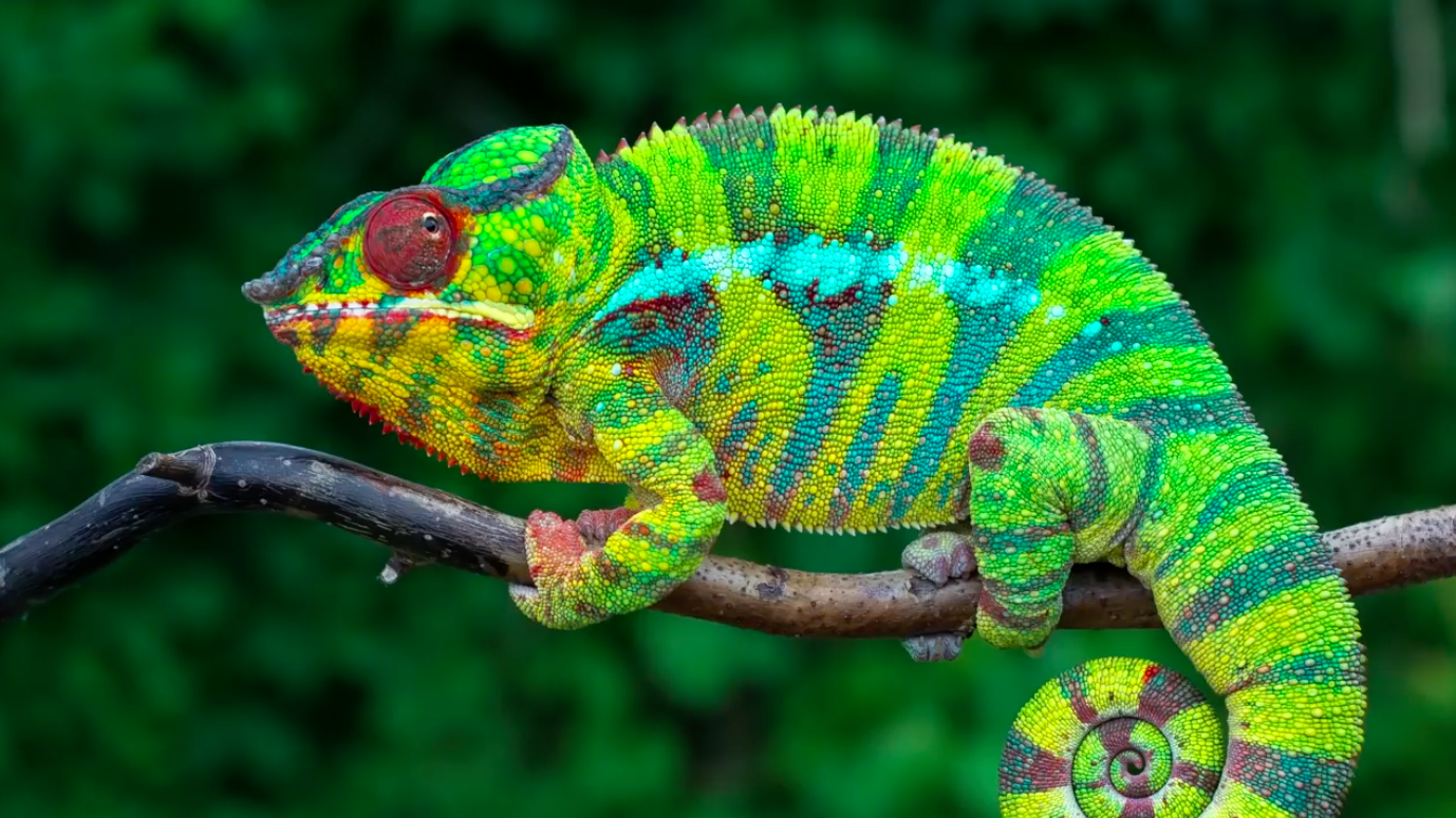 How do chameleons change their colors?