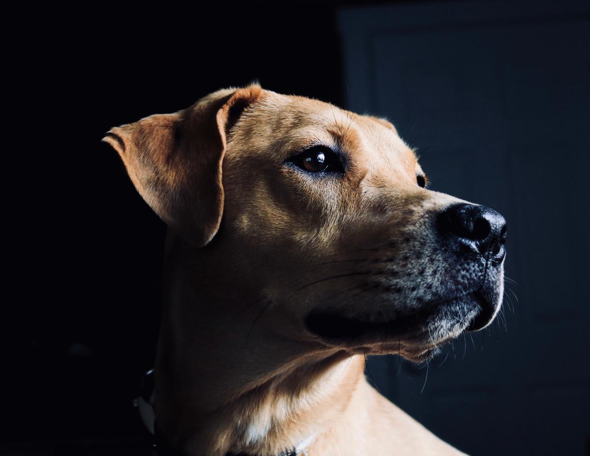 Dogs experience even the most complex emotions