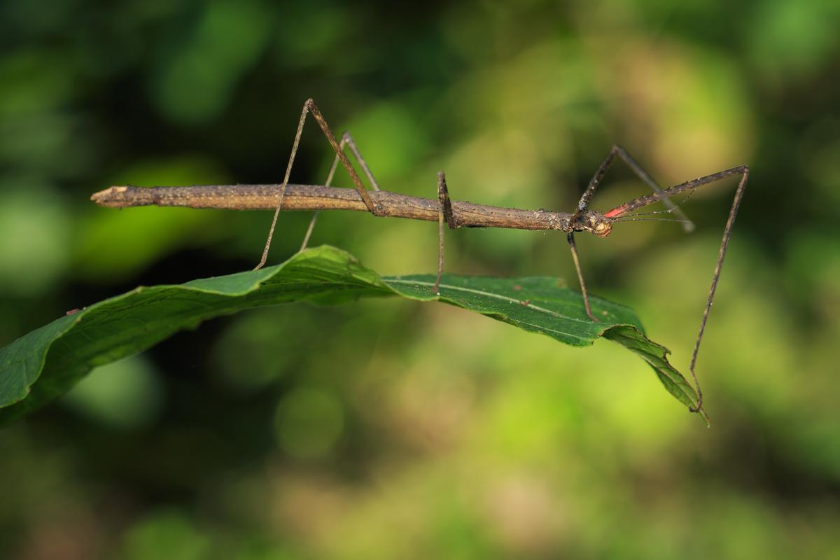 These insects can survive being eaten by a bird