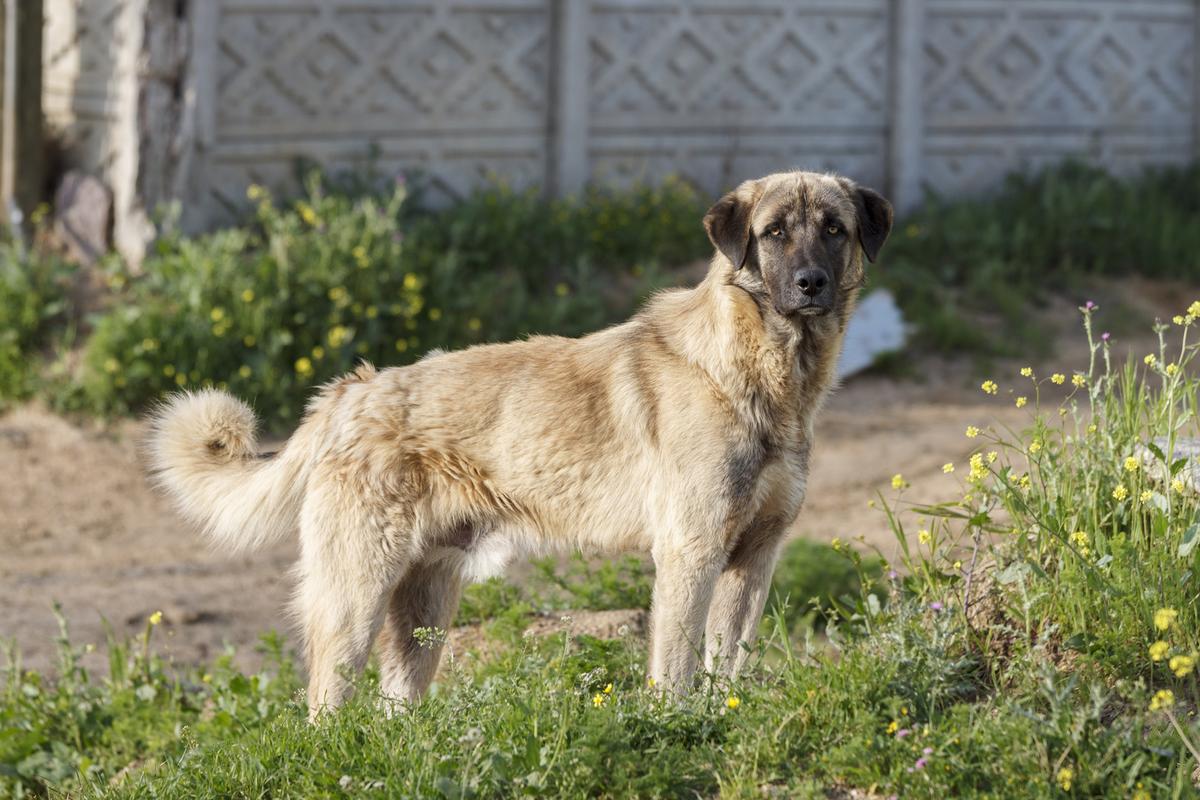 Dogs help with conservation all over the world