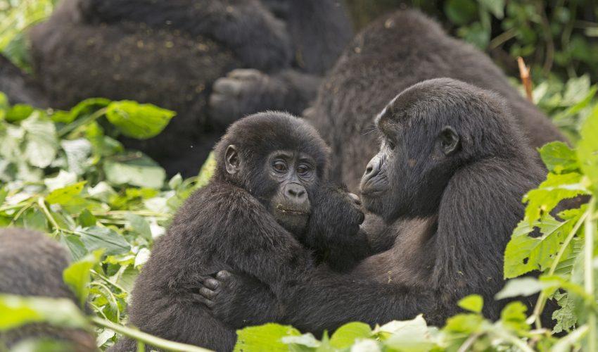 Mountain gorillas are making a comeback