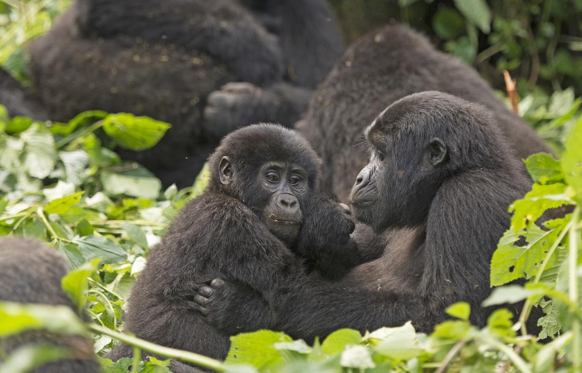 Mountain gorillas are making a comeback