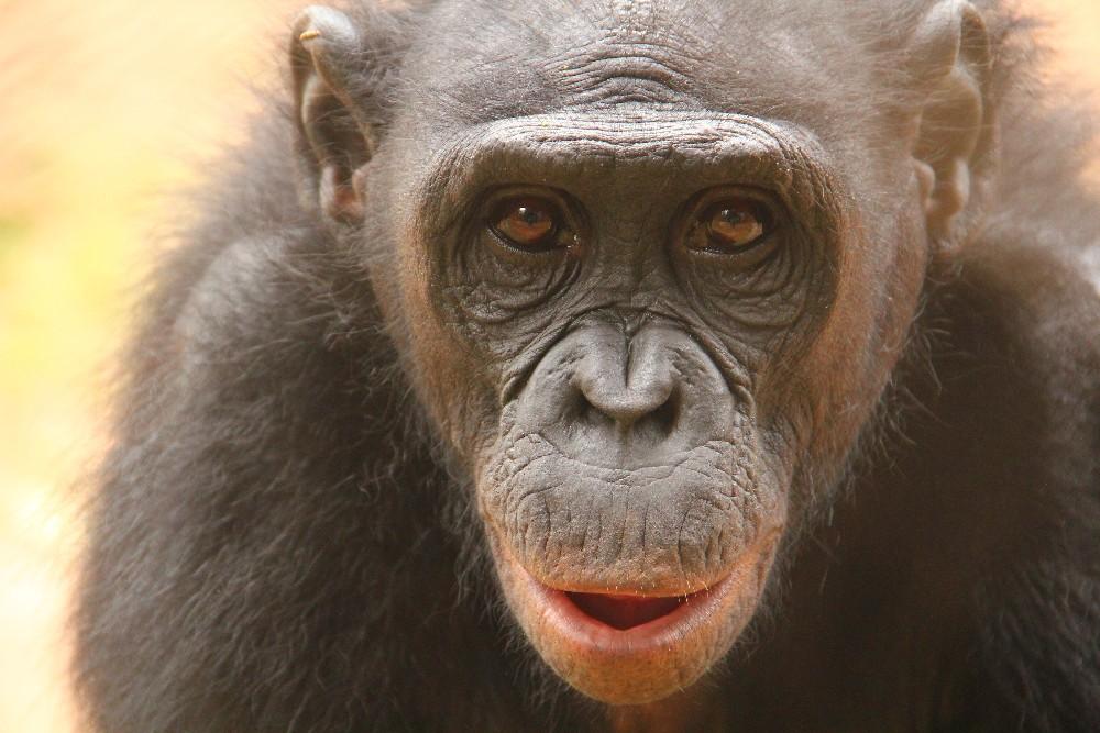 Bonobos offer clues into how human disgust evolved