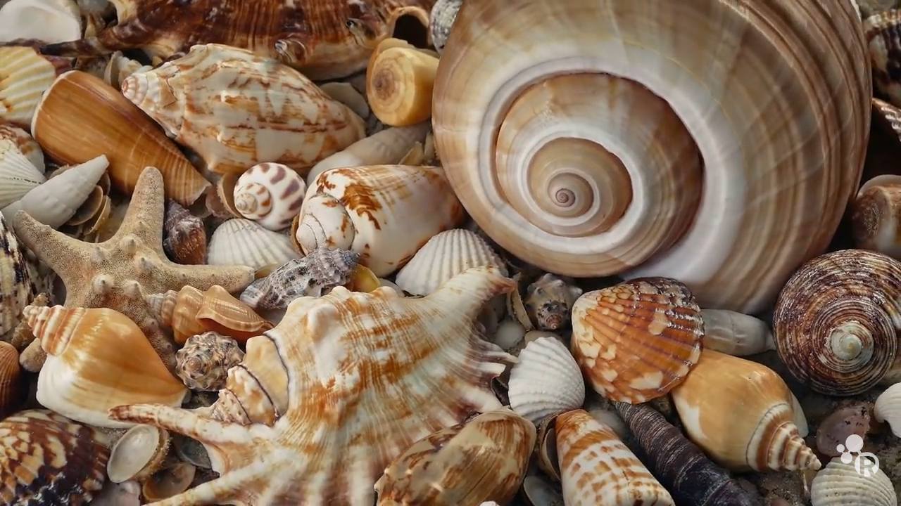What makes seashells so resilient?