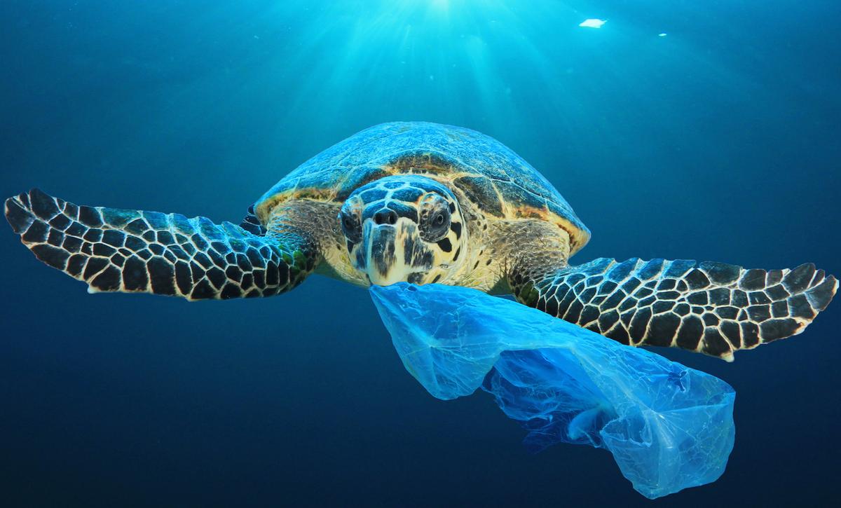 UN report calls for ban on single-use plastics