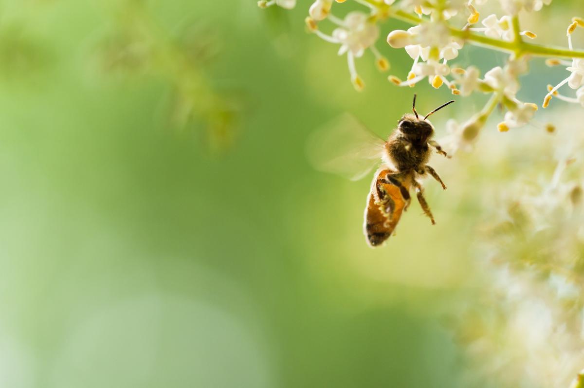 Bee brains can understand the concept of zero