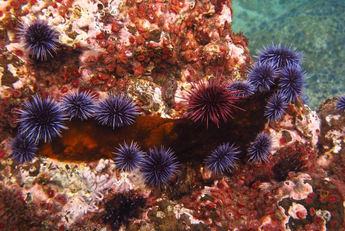 Sea urchins use their feet to see