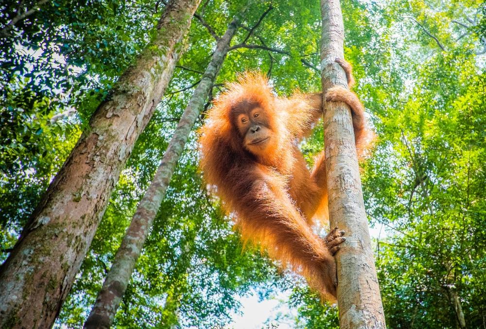 Possibility of extinction looms for chimps, orangutans