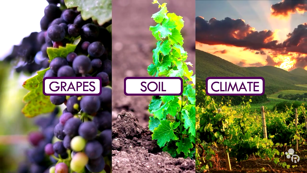 What makes the flavor of wine unique?