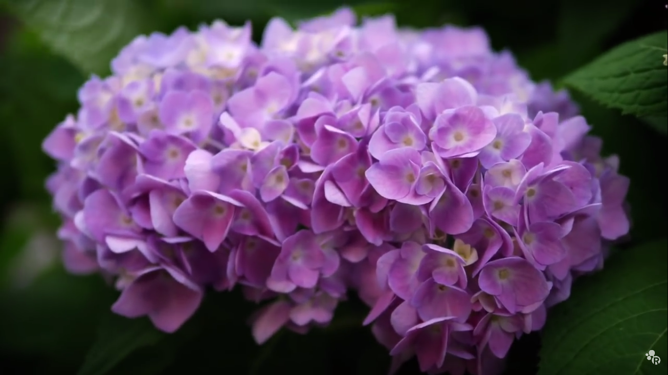 How to customize the color of Hydrangeas