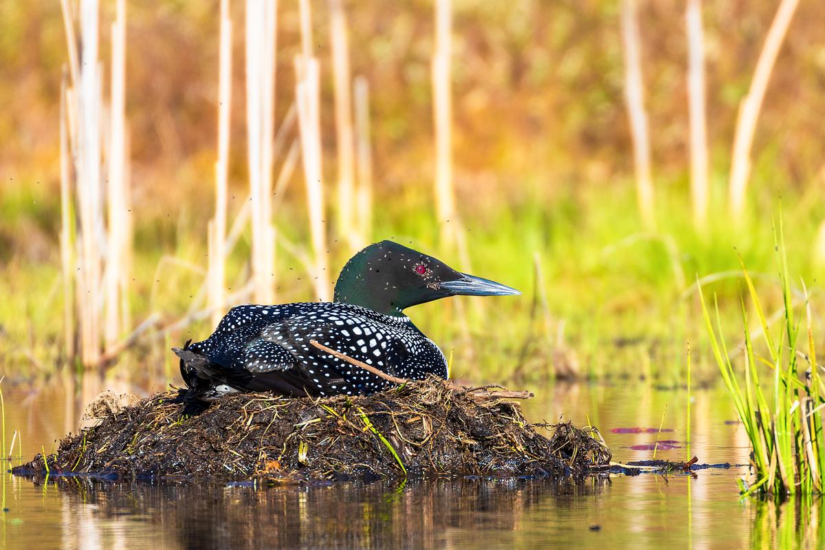 Birds deal with common pests in their homes, too