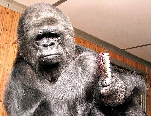 Koko, beloved sign language gorilla, dies at 46