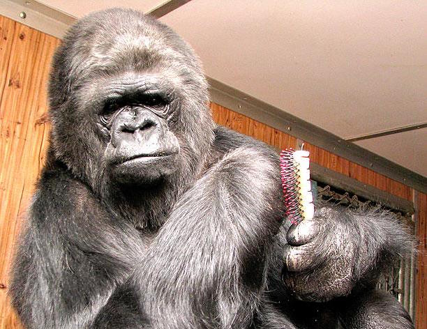Koko was an advocate for nature and animals