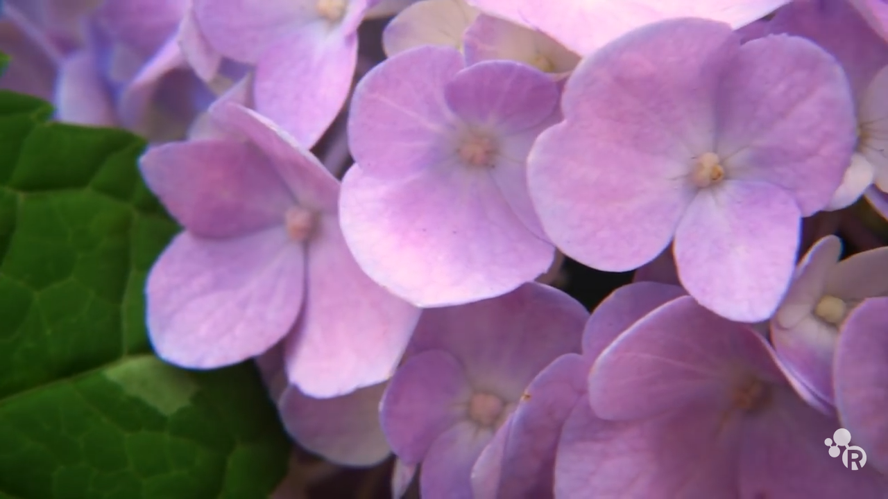 Unique flowering plants can change colors