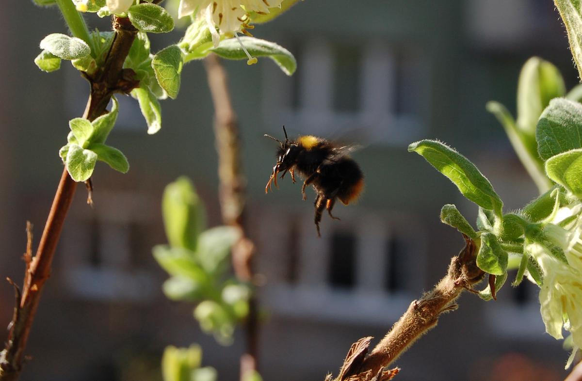 Bumblebees actually thrive living in cities