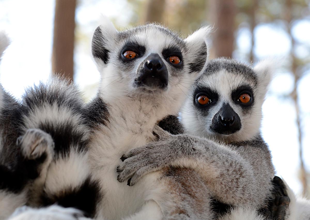 Lemurs can smell weakness in their opponents