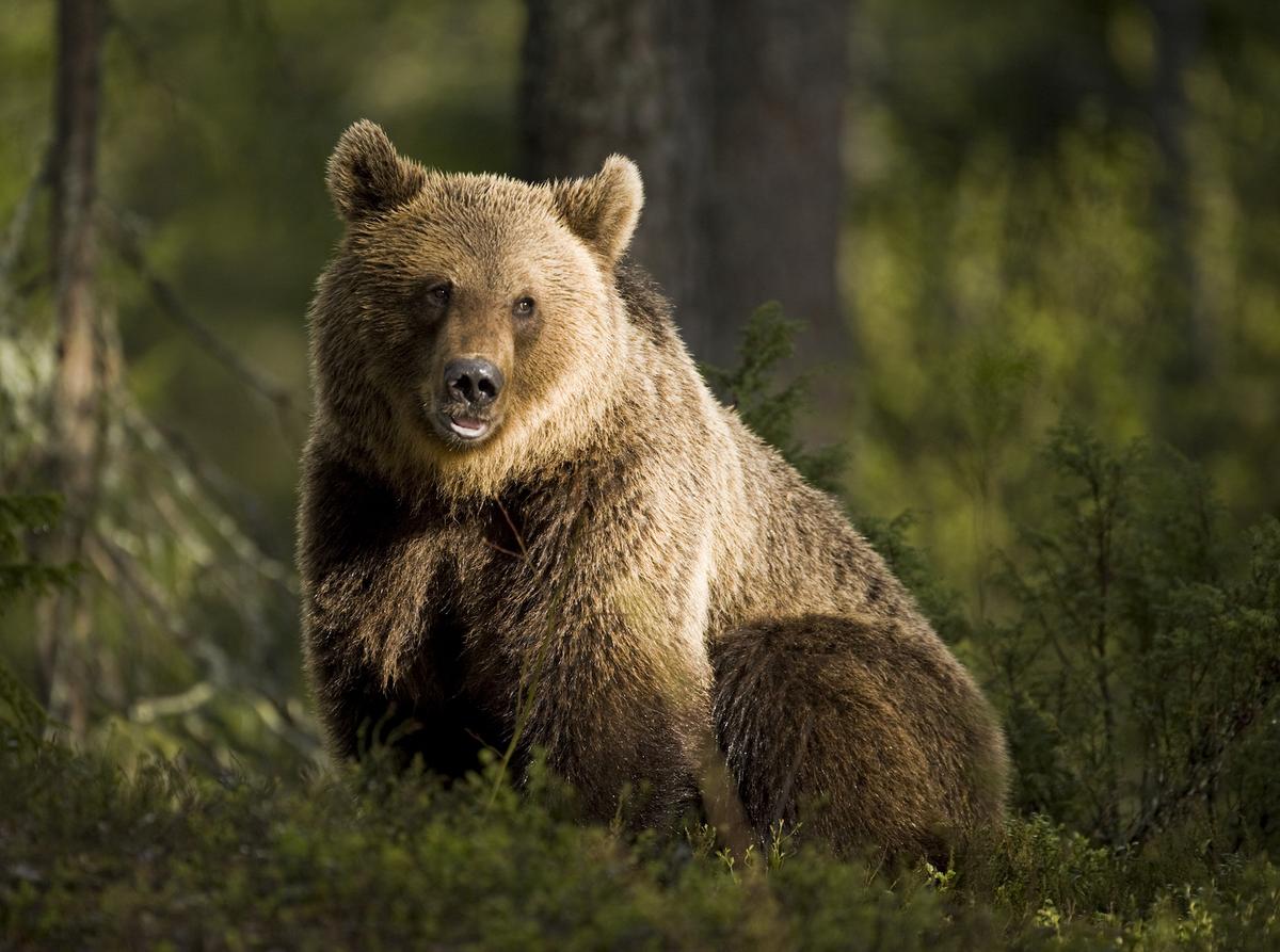 Why did brown bears go extinct in Britain?