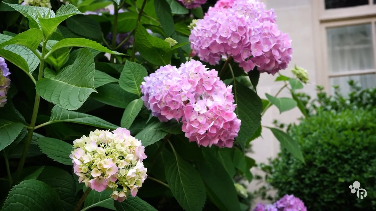 Changing Hydrangea blossoms from red to blue