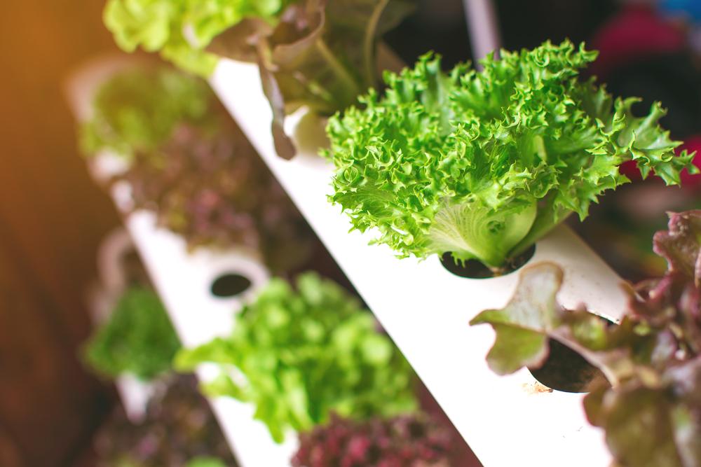 World's largest vertical farm to join Dubai skyline