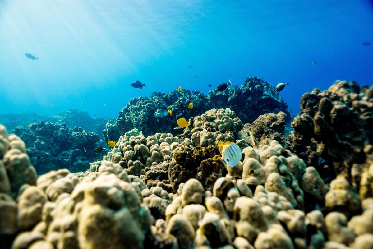 Hawaii bans sale of sunscreens that hurt corals