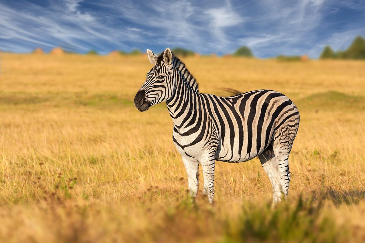 Stripes do not help zebras stay cool in the sun