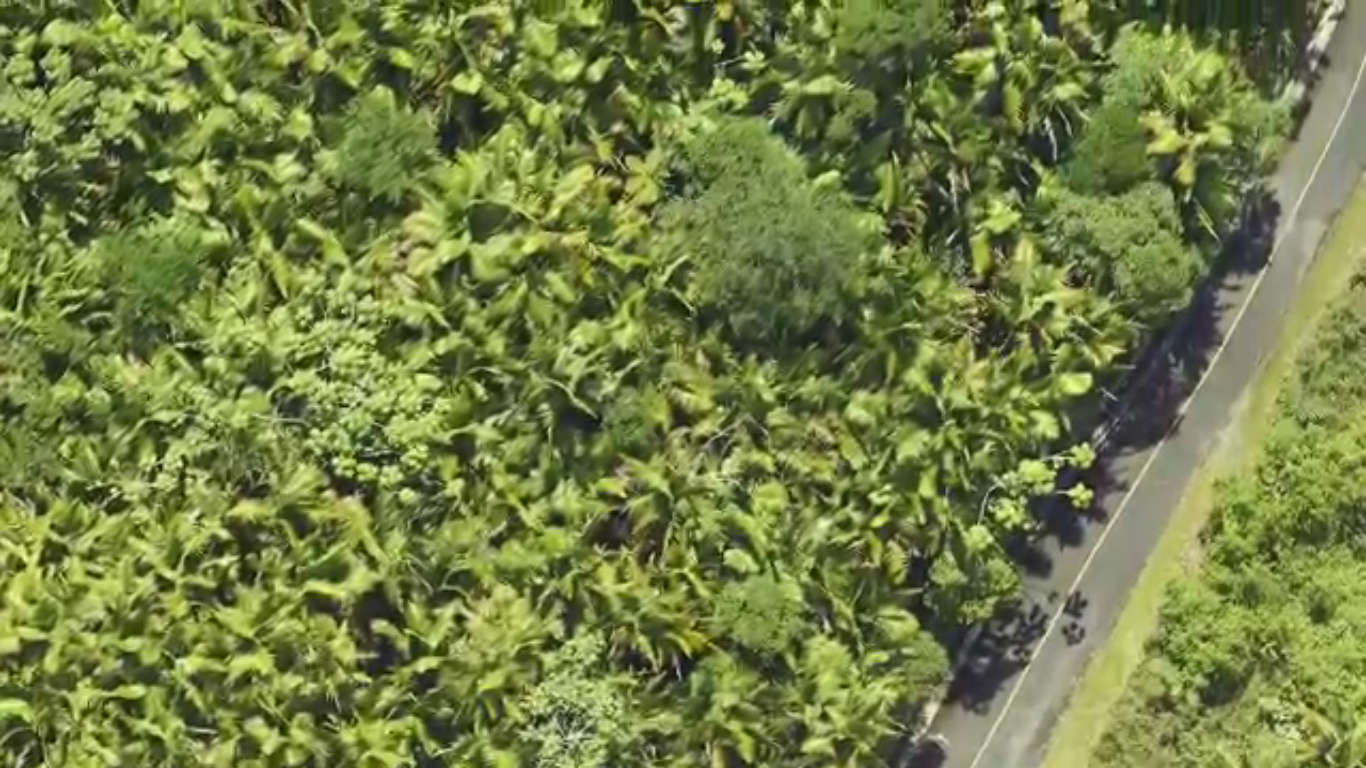 Hurricane Maria transformed the forests of Puerto Rico