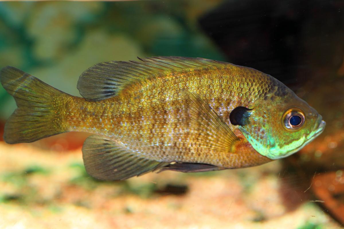 Friendly fish are more likely to get caught