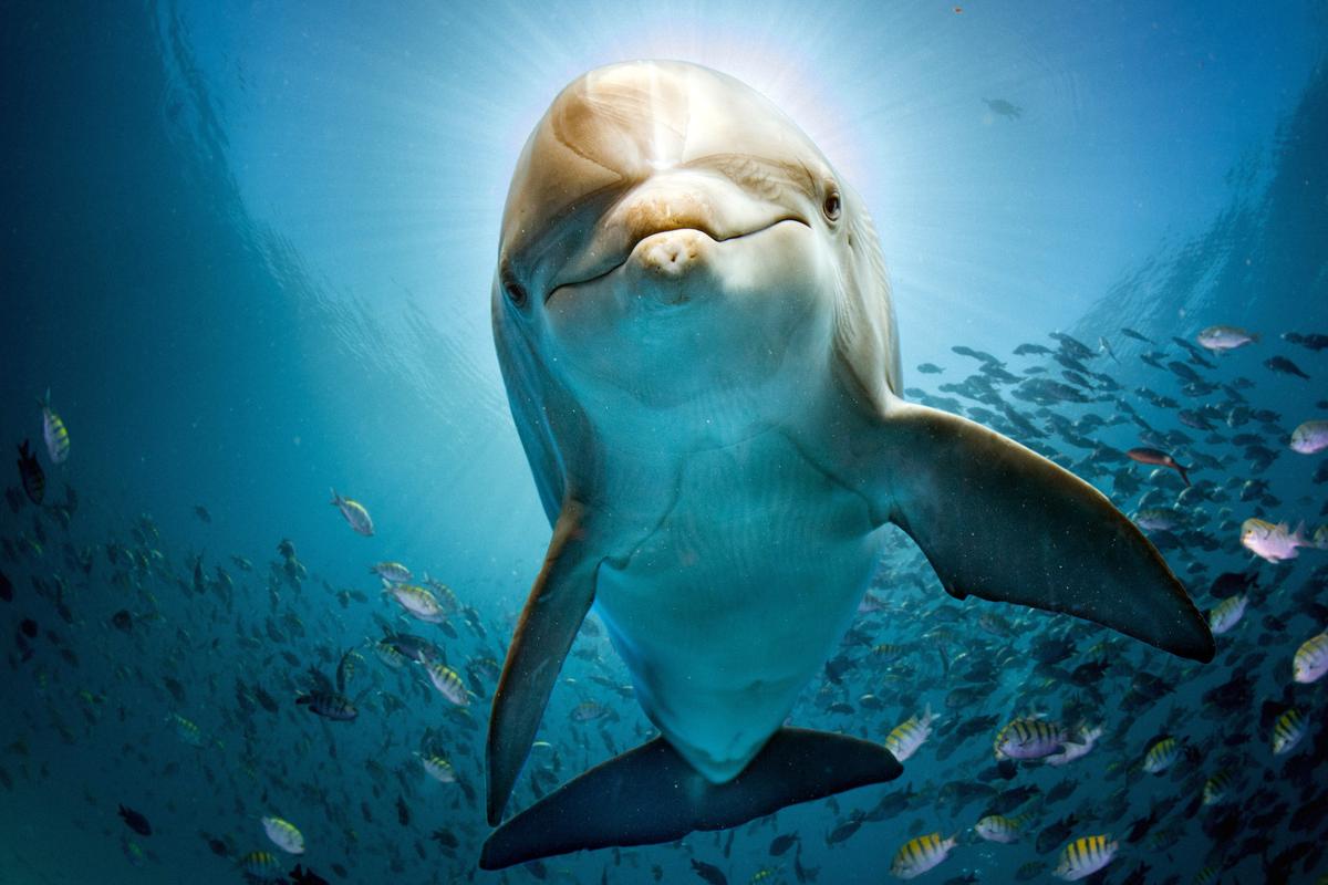 How do some dolphins dive deeper than others?