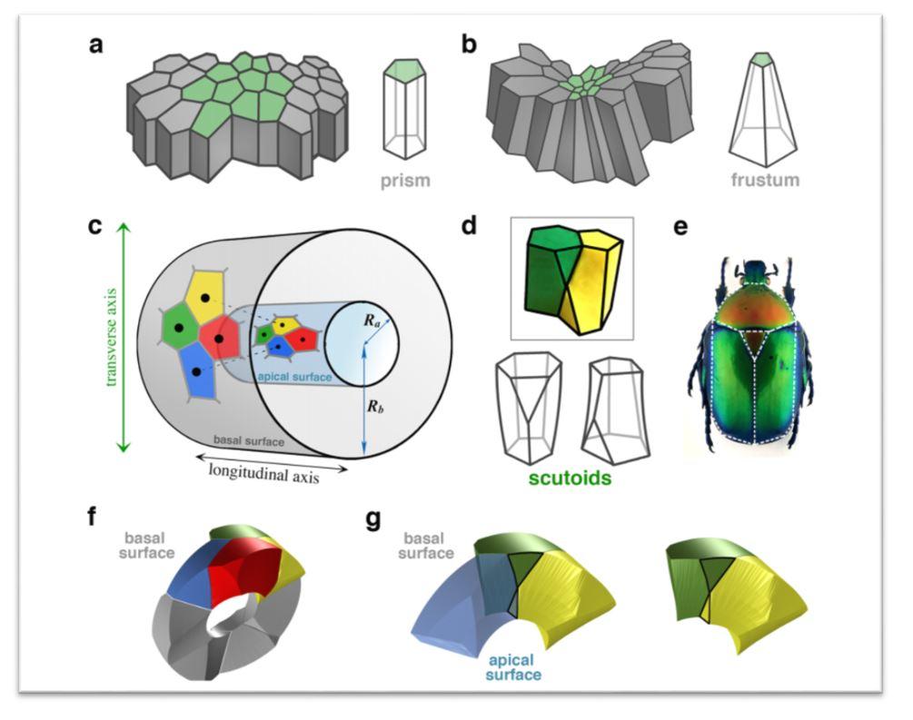 New geometric shape discovered from the way cells pack together