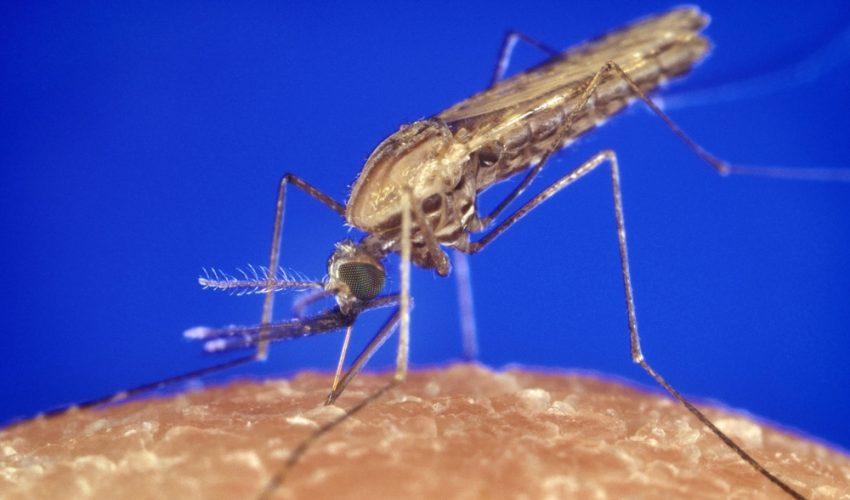 Scientists: ecosystem doesn't need malaria-carrying mosquitoes