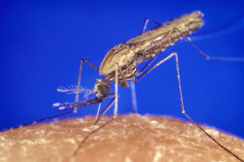 Scientists: ecosystem doesn't need malaria-carrying mosquitoes