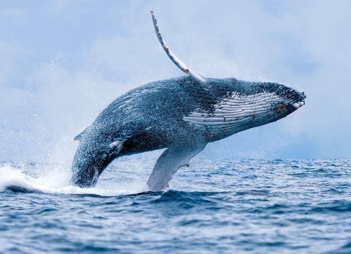 Researcher: Whales sing to navigate, not to impress mates